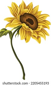 Sunflower flower isolates, vector illustration