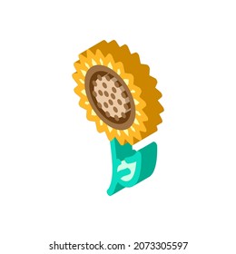 sunflower flower isometric icon vector. sunflower flower sign. isolated symbol illustration