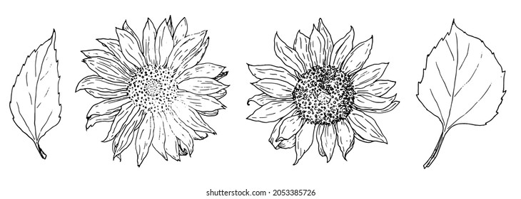 Sunflower flower and leaf set. hand-drawn in sketch style sunflower flowers with leaves, isolated black outline on white background for design template. Hand drawn illustration Sunflower flower 