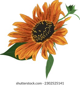 Sunflower Flower with Leaves. Bright Colorful artistic Hand Drawing Floral Illustration. Hand Drawn Color Element. Vector Illustration Isolated on White.