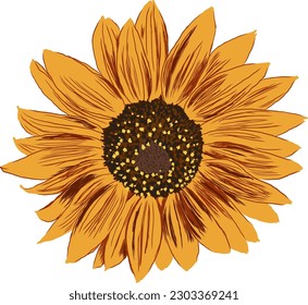 Sunflower Flower with Leaves. Bright Colorful artistic Hand Drawing Floral Illustration. Hand Drawn Color Element. Vector Illustration Isolated on White.