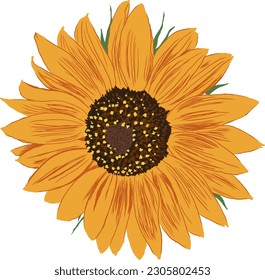 Sunflower Flower with Leaves. Bright Colorful artistic Hand Drawing Floral Illustration. Hand Drawn Color Element. Vector Illustration Isolated on White.