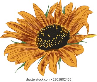 Sunflower Flower with Leaves. Bright Colorful artistic Hand Drawing Floral Illustration. Hand Drawn Color Element. Vector Illustration Isolated on White.