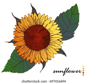 sunflower ,flower with leaves , on white background , isolated , vector illustration