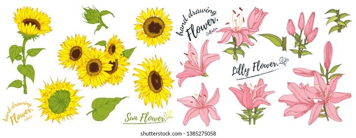 Sunflower flower and lily flower isolated, vector illustration. Vector set of blooming floral.Hand drawn Flower isolated on white background.