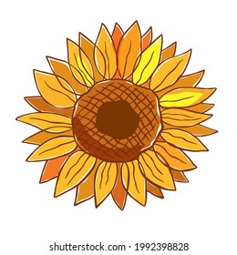 Sunflower flower. Linear color drawing