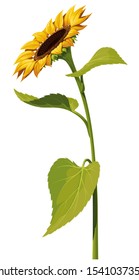Sunflower flower with a long stem and leaves isolated on white background