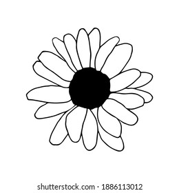 Sunflower flower. The name of the plant in translation from Greek means "helios" as "sun", and "anthos" as "flower". Vector illustration in doodle style.