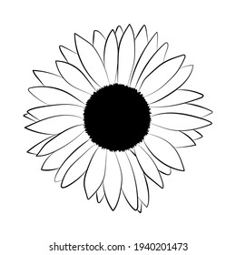 Sunflower flower. The name of the plant in translation from Greek means "helios" as "sun", and "anthos" as "flower". Vector illustration in doodle style.
