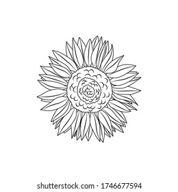 Flor de girasol en un fondo blanco. Fondo floral.