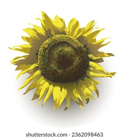 Sonnenblume auf weißem Hintergrund. Sonnenblume, Vektorgrafik