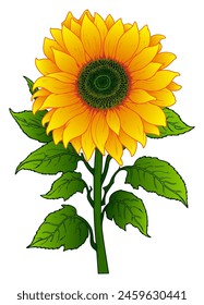 Sunflower flower on a white background. Vector illustration. Sketch for creativity.