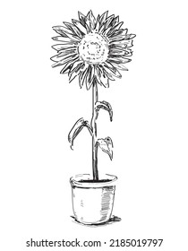 sunflower flower in a pot  line paper drawing on white background