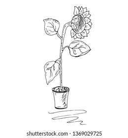 Sunflower flower in a pot. Vector illustration.