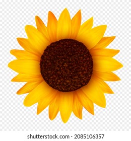 Sunflower flower, realistic vector illustration.