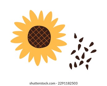 Sunflower flower with seeds in flat illustration isolated on white background. Delicious healthy vegan snack, dietetic and organic product. Sunflower vector illustration