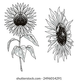 Sunflower flower set stickers monochrome with beautiful plant for sunflower oil advertising or packaging design vector illustration