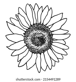 Sunflower flower sketch. Doodle sunflower silhouette. Simple hand drawing of a flower. Black outline. Vector illustration.