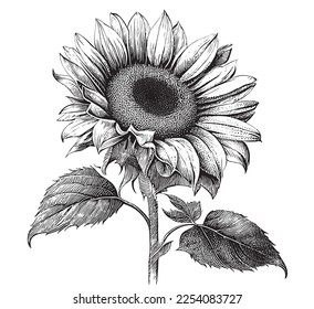 
Sunflower flower sketch hand drawn line art Vector illustration.eps
