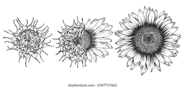 Sunflower flower sketch hand drawn line art Vector illustration. oil advertisement in engraving style with realistic product.