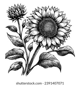 Sunflower flower sketch hand drawn line art Vector illustration