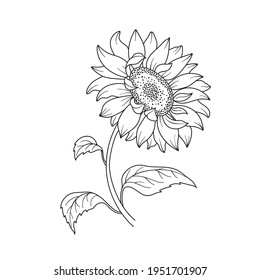 Sunflower. Flower with stem and leaves. Sunflower black contour on white background. Hand drawn vector illustration for your design. 