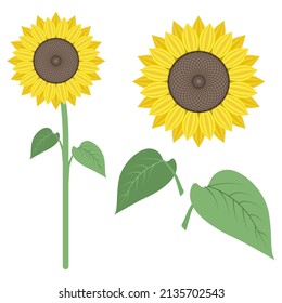 Sunflower. Flower with stem and leaves. Bright yellow flower isolated on a white background. Floral details. 