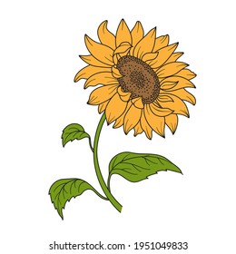 Sunflower. Flower with stem and leaves. Hand drawn flat vector illustration for your design.