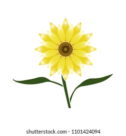 Sunflower flower with stem and leaves, icon, vector.