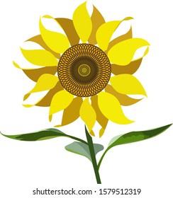 Sunflower flower with stem and leaves, icon, vector.