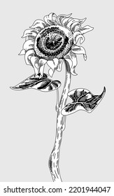 Sunflower flower with stem and leaves isolated on a background. Engraved vintage style. Vector illustration