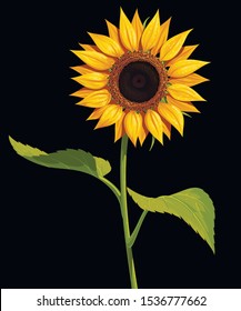 Sunflower flower with stem and leaves, vector isolated drawing on a black background