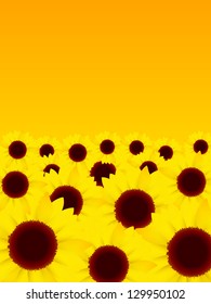 Sunflower flower summer background