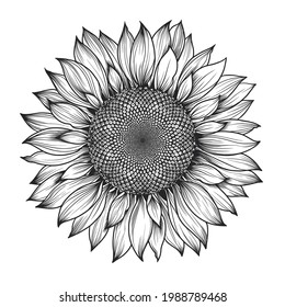 Sunflower flower vector black and white graphics, isolated on a white background, linocut, realistic drawing, linear art. single sunflower. Seeds and petals. Agriculture, autumn sunflower seeds.