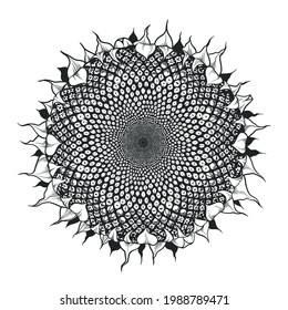 Sunflower flower vector black and white graphics, close-up, isolated on a white background, linocut, realistic drawing, line art. single sunflower. Seeds and petals. Agriculture autumn sunflower seeds