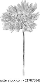 sunflower flower vector branch. Realistic detailed hand drawn clip art element isolated on dark background for design, postcards, advertising, social media poster and textile