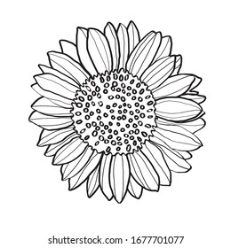 Sunflower flower vector doodle illustration isolated white background 