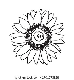 Sunflower flower vector drawing black   white graphics isolated  Floral botany for patterns  weddings  holidays 