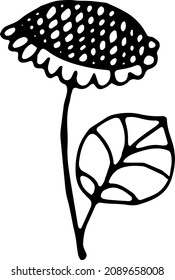 Sunflower flower vector drawing. Hand drawn illustration on white background.