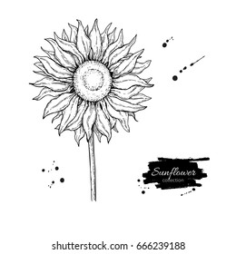 Sunflower Flower Vector Drawing Hand Drawn Stock Vector (Royalty Free ...