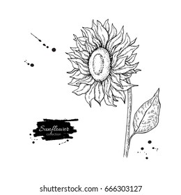 Sunflower flower vector drawing. Hand drawn illustration isolated on white background. Vintage style botanical sketch.