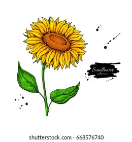 Sunflower flower vector drawing. Hand drawn illustration isolated on white background. Artistic style colorful botanical sketch.