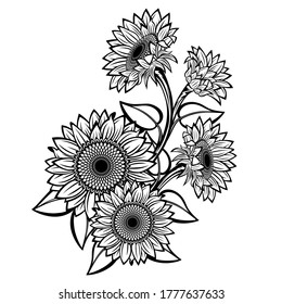 Sunflower flower vector drawing. Isolated on white background