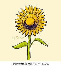 Sunflower flower vector drawing set. Hand drawn illustration isolated on white background. Vintage style botanical sketch.