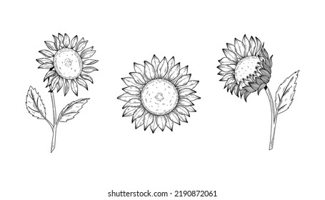 Sunflower flower vector drawing set. Hand drawn isolated illustration of sunflower in vintage sketch. Great for oil packaging design, label, banner, poster