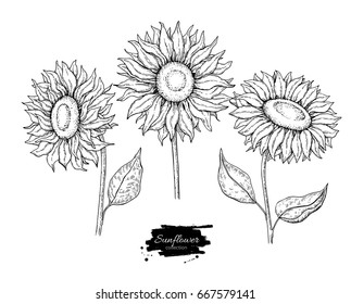 Easy Sunflower Drawing Simple