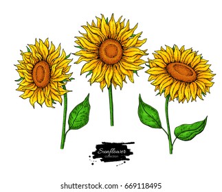 Sunflower flower vector drawing set. Hand drawn illustration isolated on white background. Artistic style colorful botanical sketch.