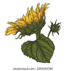 Sonnenblume, Vektorformat, Linien Kunst, Skizze. Schöne Sonnenblumensilhouette einzeln auf weißem Hintergrund, helle helle Farbe. Ukrainische Symbole. Ideal für Muster, Banner, T-Shirts und Website-Angebote