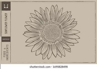Illustration zur Vektorillustration von Sonnenblumen - handgezeichnet - Out-Linie