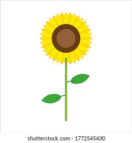 sunflower flower vector. illustration for web and mobile design.